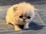 Tallie Blue Point GIRL - Himalayan Cat For Sale - Germantown&comma; MD&comma; US