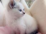 Loves to kiss - Ragdoll Cat For Sale - Vancouver&comma; WA&comma; US
