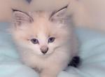 Such sweet boy - Ragdoll Cat For Sale - Vancouver&comma; WA&comma; US