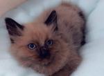 Such a cutie - Ragdoll Cat For Sale - Vancouver&comma; WA&comma; US