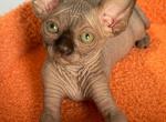 Hershey chocolate male - Sphynx Cat For Sale - Brooklyn&comma; NY&comma; US