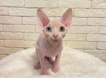 Venus odd eye - Sphynx Cat For Sale - Brooklyn&comma; NY&comma; US
