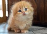 Barosha - Munchkin Cat For Sale - Pembroke Pines&comma; FL&comma; US