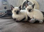 Thaia - Siamese Cat For Sale - Phila&comma; PA&comma; US