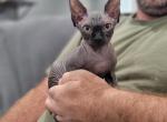 Pepper - Sphynx Cat For Sale - Rockford&comma; IL&comma; US