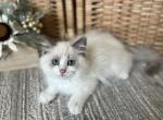 Max Green - Ragdoll Cat For Sale - NC&comma; US