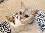 Pearl - British Shorthair Cat For Sale - Durham&comma; NC&comma; US