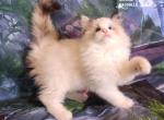 Elody - Ragdoll Cat For Sale - VA&comma; US