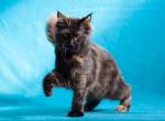 Easy Love - Maine Coon Cat For Sale - Brooklyn&comma; NY&comma; US