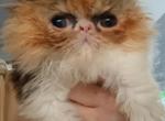 Cfa persian kittens So many calicos - Persian Cat For Sale - Woodburn&comma; IN&comma; US