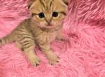 Kristi - Scottish Fold Cat For Sale - 