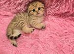 Kristi - Scottish Fold Cat For Sale - 