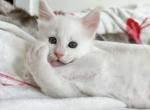Ace - Maine Coon Cat For Sale - Brooklyn&comma; NY&comma; US