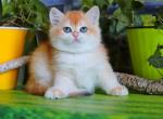 Holly - British Shorthair Cat For Sale - Brooklyn&comma; NY&comma; US