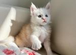 Almond - Maine Coon Cat For Sale - Brooklyn&comma; NY&comma; US