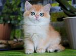 Hanna - British Shorthair Cat For Sale - Brooklyn&comma; NY&comma; US