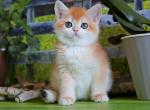 Helena - British Shorthair Cat For Sale - Brooklyn&comma; NY&comma; US