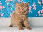 Leon - British Shorthair Cat For Sale - Brooklyn&comma; NY&comma; US