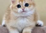 Sonya - British Shorthair Cat For Sale - Brooklyn&comma; NY&comma; US