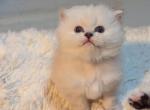 CFA Registered Female Blue Point Himalayan - Himalayan Cat For Sale - Perry&comma; FL&comma; US