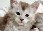 Ash - Maine Coon Cat For Sale - Brooklyn&comma; NY&comma; US