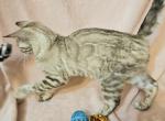 Snow Mink Clouded Female Mint Green Collar - Bengal Cat For Sale - Bradner&comma; OH&comma; US