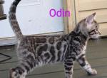 Odin - Bengal Cat For Sale - Norwalk&comma; OH&comma; US