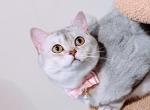 Princess Pearl - Scottish Straight Cat For Sale - Durham&comma; NC&comma; US