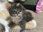 Colorful Siberian kittens - Siberian Cat For Sale - MI&comma; US