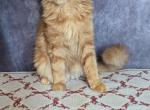 Nikki - Maine Coon Cat For Sale - Staten Island&comma; NY&comma; US