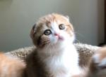 Paprika - Scottish Fold Cat For Sale - MA&comma; US