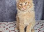 Prince - Maine Coon Cat For Sale - Staten Island&comma; NY&comma; US