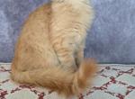 Phoenix - Maine Coon Cat For Sale - Staten Island&comma; NY&comma; US