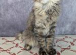 Paris - Maine Coon Cat For Sale - Staten Island&comma; NY&comma; US