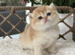 Emma - British Shorthair Cat For Sale - Seattle&comma; WA&comma; US