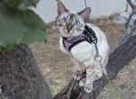 Kya aka Noelle - Bengal Cat For Sale - Oklahoma City&comma; OK&comma; US