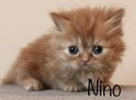 Nina reserved - Minuet Cat For Sale - Capon Bridge&comma; WV&comma; US