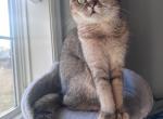 Golden Fold girl - Scottish Fold Cat For Sale - Shakopee&comma; MN&comma; US