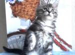 Roger - Maine Coon Cat For Sale - Hollywood&comma; FL&comma; US