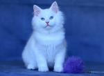Croissant - Siberian Cat For Sale - Miami&comma; FL&comma; US