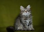Ignat - Siberian Cat For Sale - Miami&comma; FL&comma; US