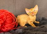 Olov - Devon Rex Cat For Sale - Norwalk&comma; CT&comma; US