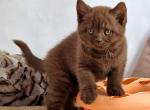 Zuma - British Shorthair Cat For Sale - Hollywood&comma; FL&comma; US
