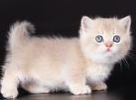 Atoms - Munchkin Cat For Sale - Pembroke Pines&comma; FL&comma; US