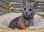 Bilbo - Russian Blue Cat For Sale - Hollywood&comma; FL&comma; US