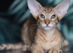 Ellios - Oriental Cat For Sale - Pembroke Pines&comma; FL&comma; US