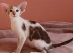 Brandy - Oriental Cat For Sale - Pembroke Pines&comma; FL&comma; US