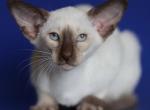 Karina - Siamese Cat For Sale - Miami&comma; FL&comma; US