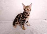 Electra - Bengal Cat For Sale - Norwalk&comma; CT&comma; US