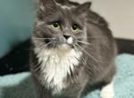 Kyomi - Siberian Cat For Adoption - Tygh Valley&comma; OR&comma; US
